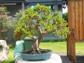Sơ ri Đài Loan Bonsai