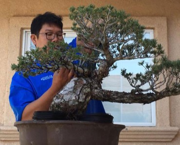 Vệ sinh cho cây thông phòng trừ nấm bệnh, rệp
