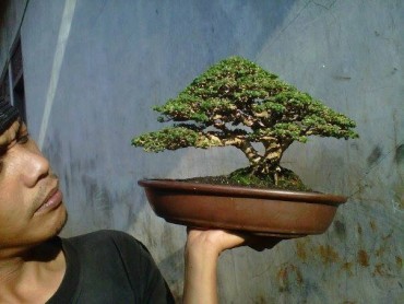 Thú chơi Bonsai