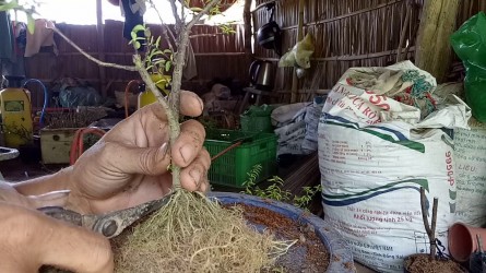 Kỹ thuật tạo rễ mai chiếu thủy 24h từ nhánh chiết