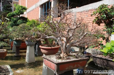 Cây nho thân gỗ đang ra quả