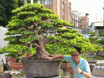 Tùng kim cương về với đại gia Hải Phòng