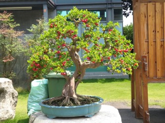 Sơ ri Đài Loan Bonsai