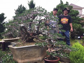 Thay giá thể cho cụ Tùng Bonsai ở Đà Lạt