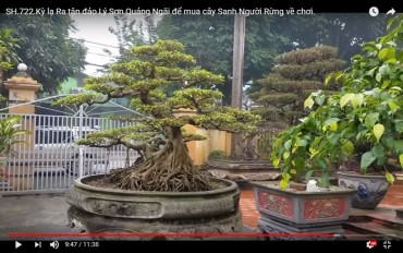 Sanh quê - đảo lý sơn