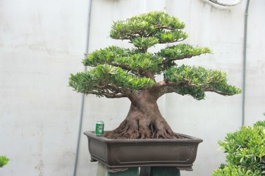 Tùng La Hán - Podocarpus macrophyllus