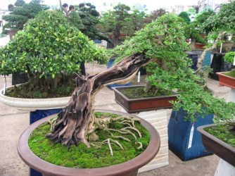 Một số tác phẩm linh sam tuyển chọn
