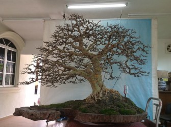 Cây mai chiếu thủy 1,2 tỷ