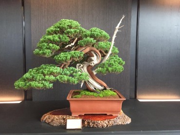 Tuyển tập những tác phẩm đẹp (Hwa Fong Bonsai exhibition 2017) Phần 1